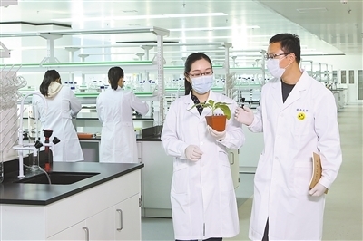 基因剪刀再進化 新型工具引領(lǐng)作物育種邁向精準高效新時代